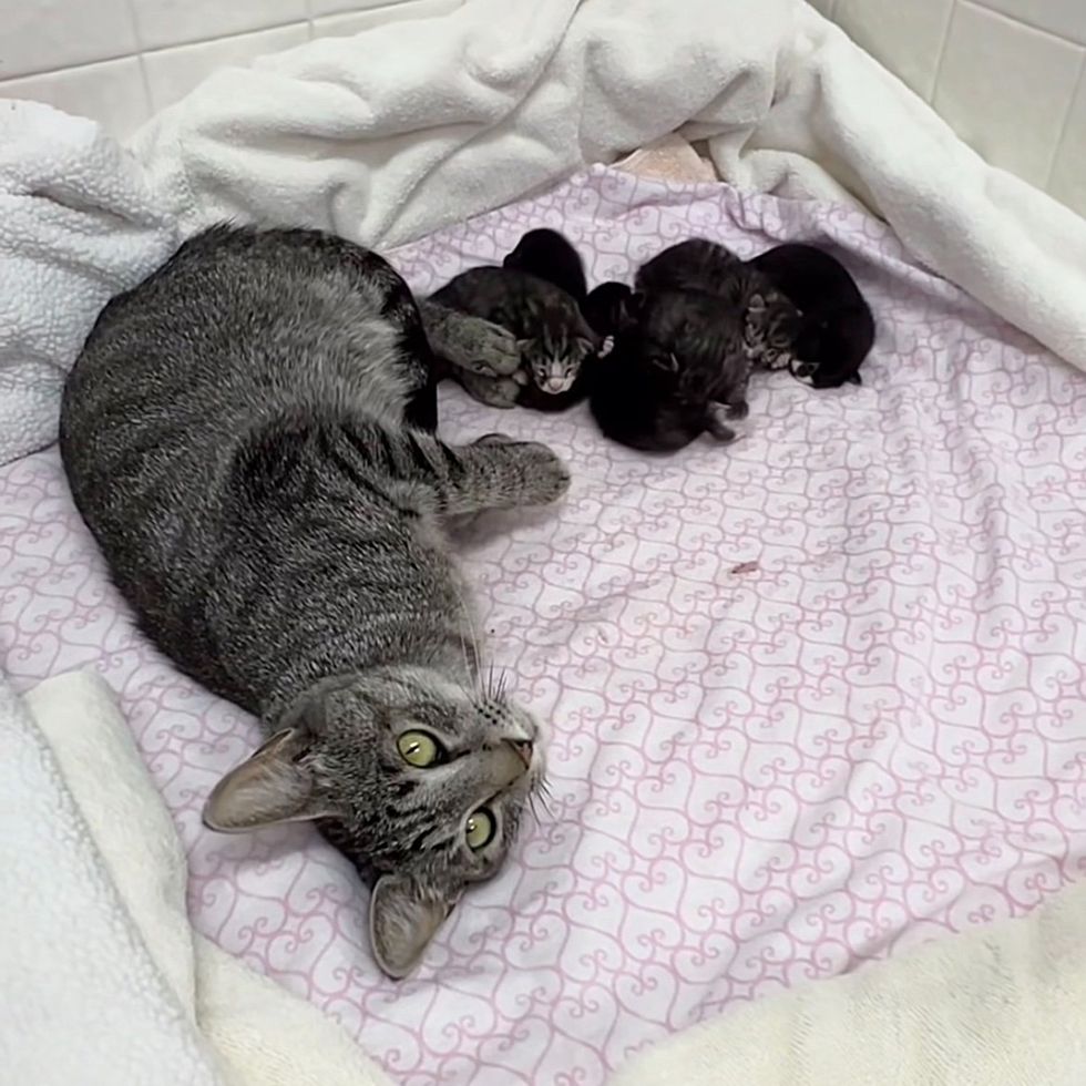 cat kittens sleeping