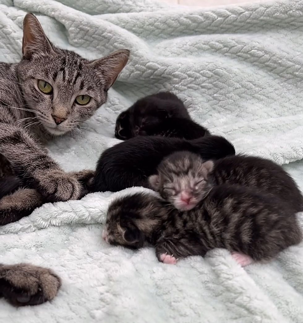 cat watching newborn kittens