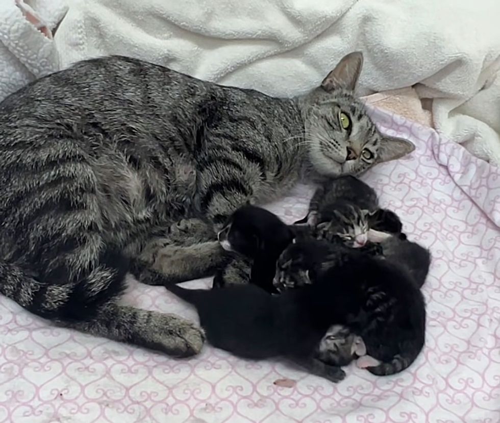 cat snuggling newborn kittens