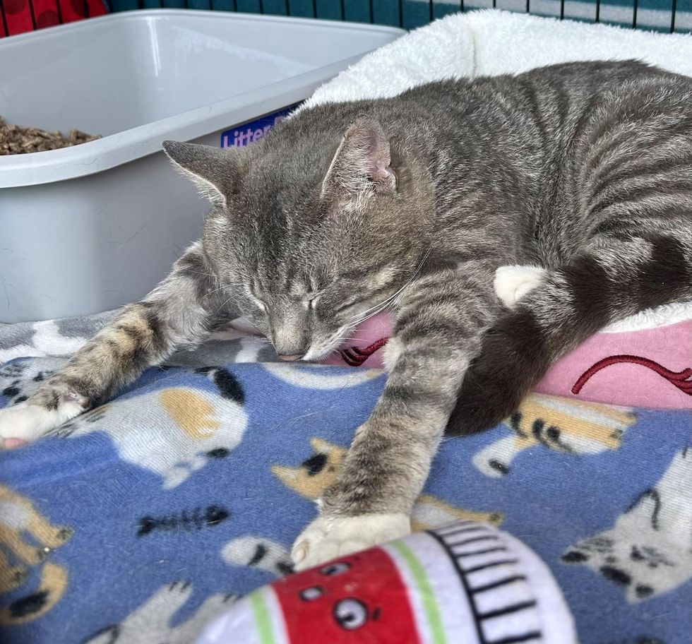 tabby cat paws sleeping