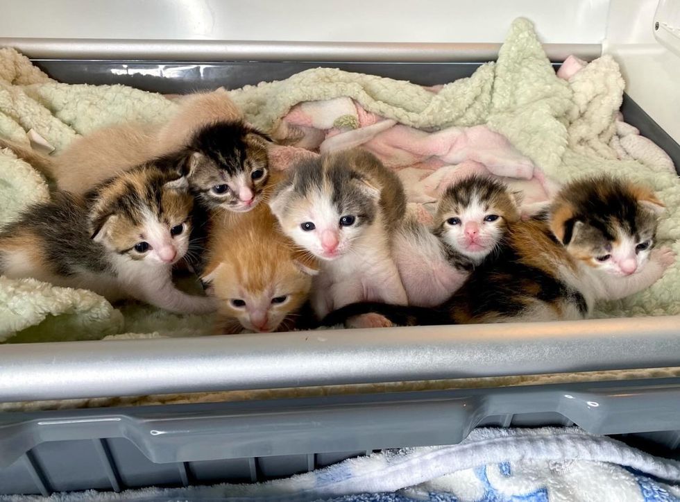 tiny kittens snuggly pile