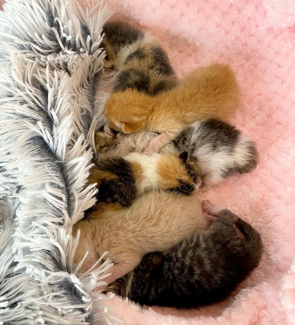 newborn kittens nuzzling