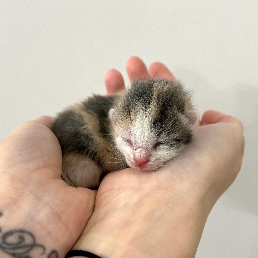 calico kitten sleeping