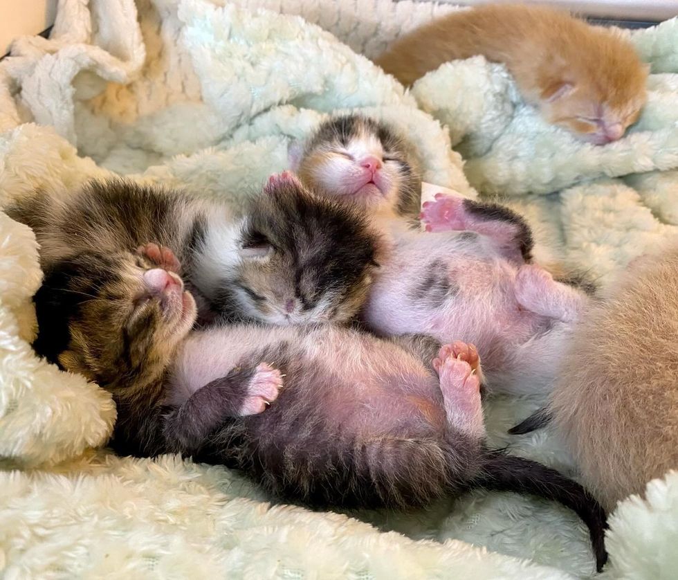 sleeping kittens paws up