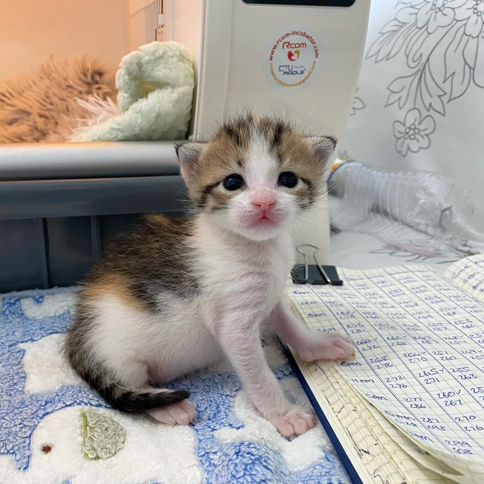 kitten tiny helper