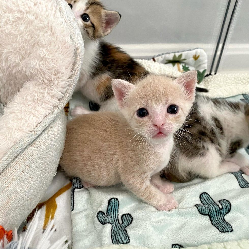 sweet kittens playpen