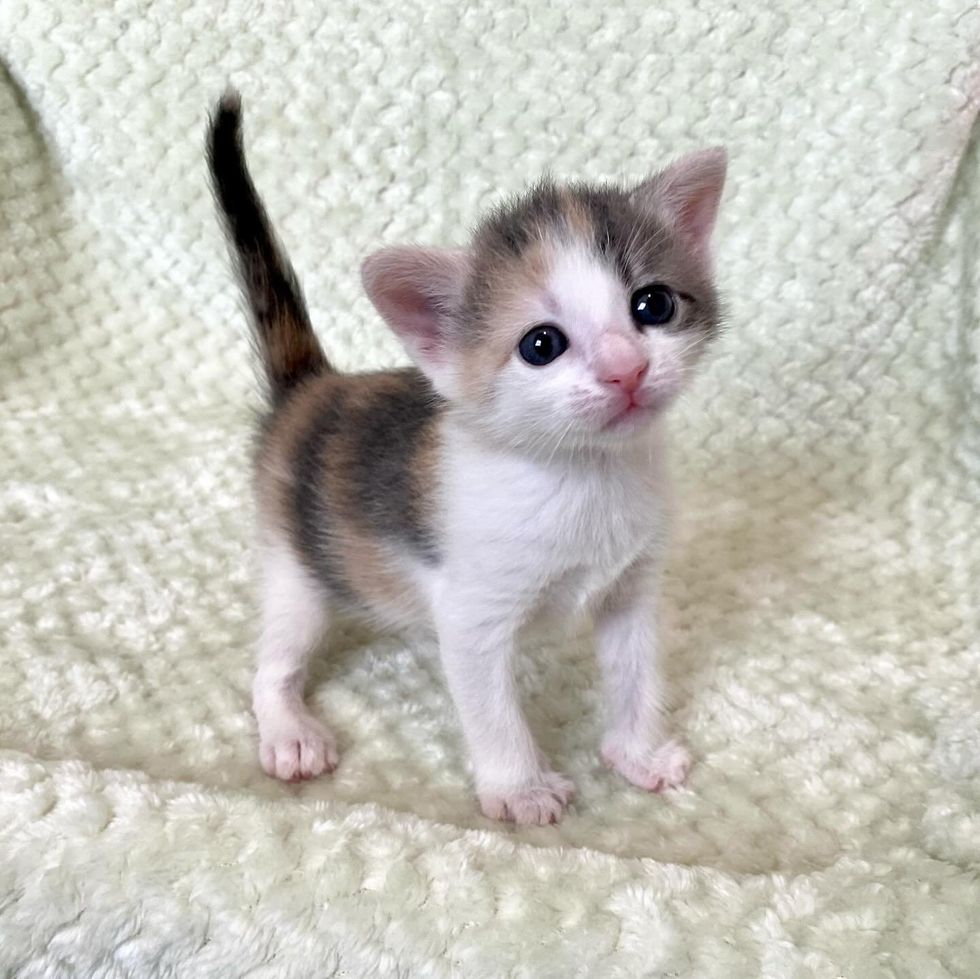 calico kitten