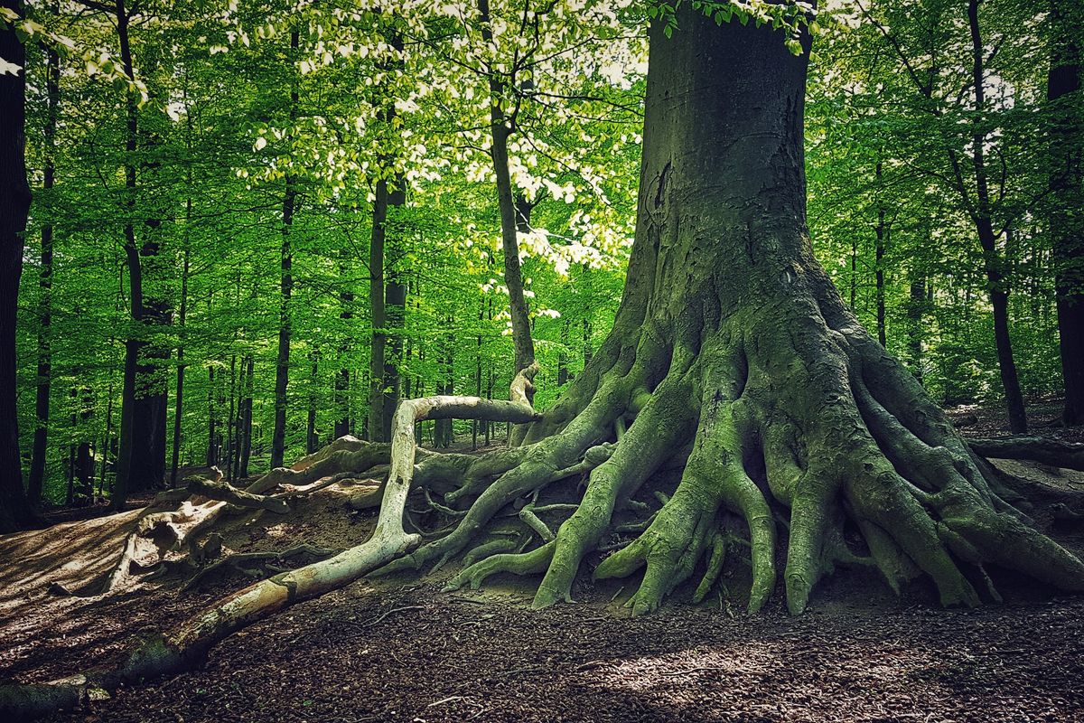 Le foreste dei padri perduti che danno continuità al mondo