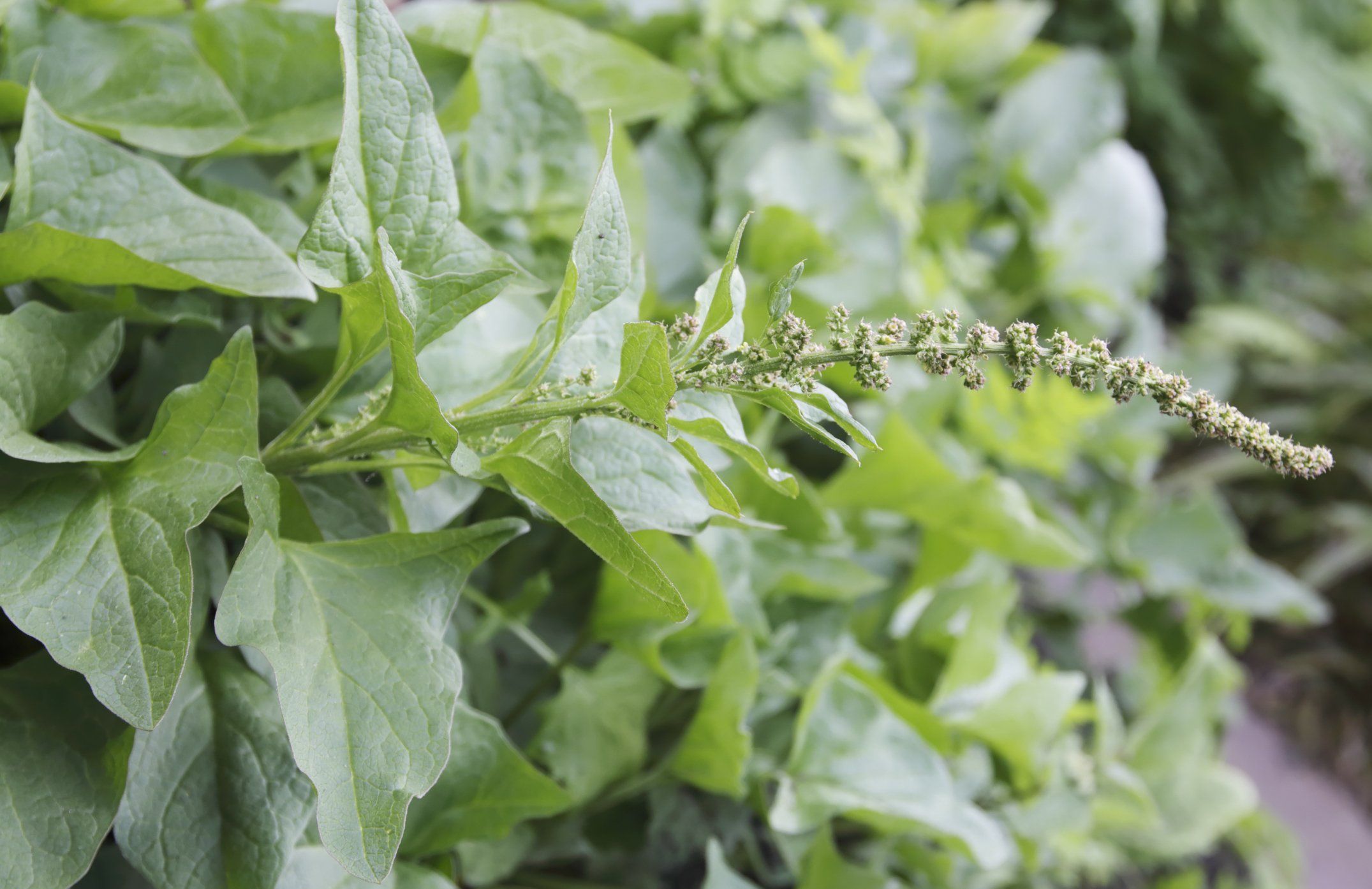 Il buon Enrico è un re. Ma pure uno spinacio