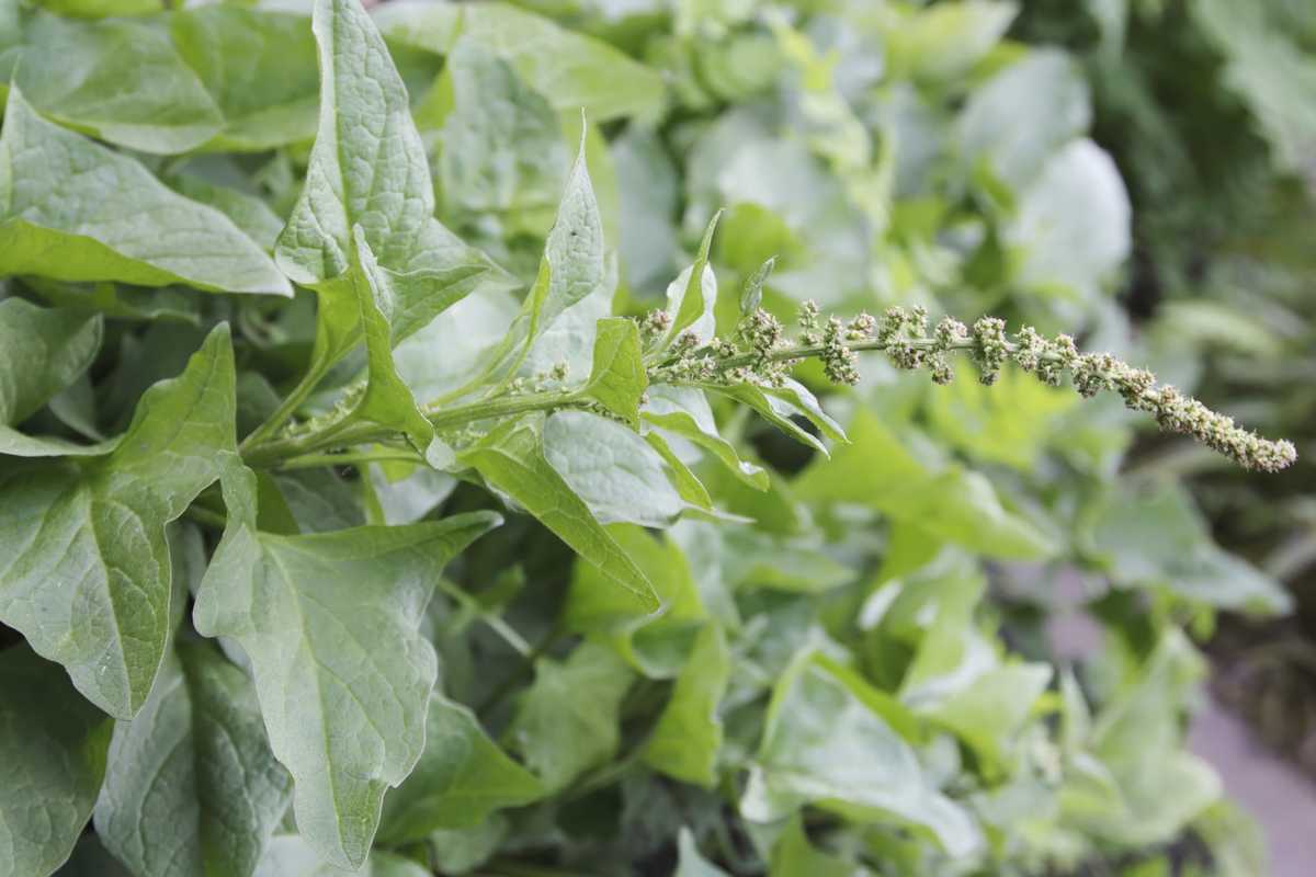 Il buon Enrico è un re. Ma pure uno spinacio