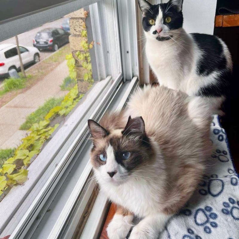 cat friends window