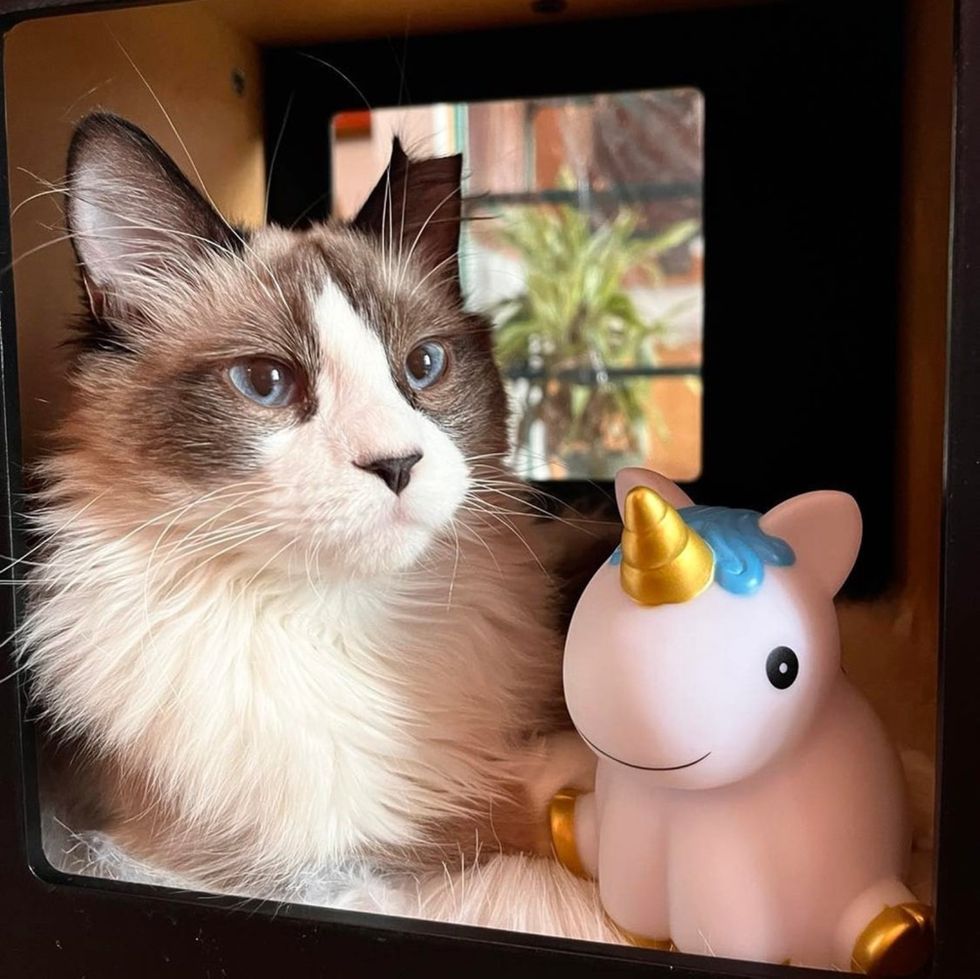 cat ragdoll unicorn toy