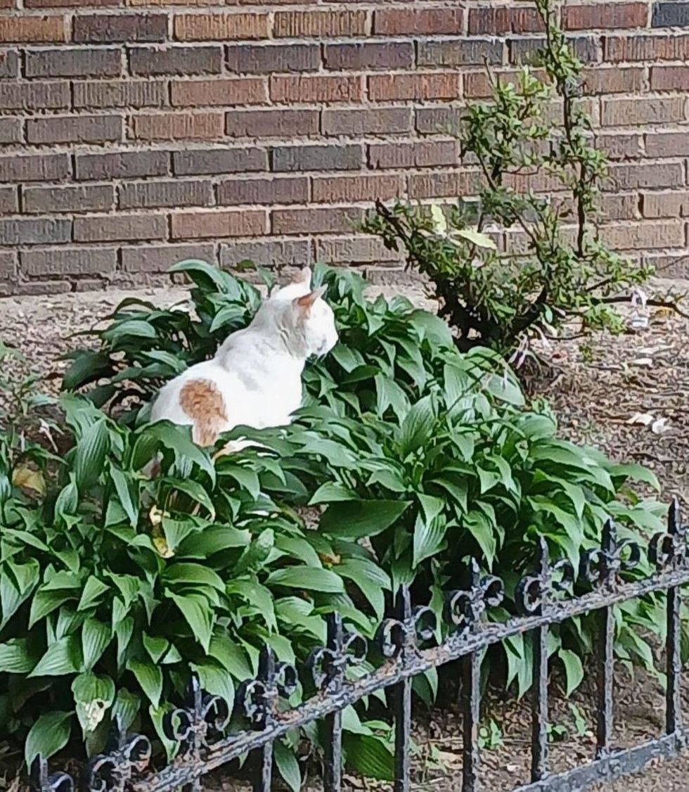 stray cat bushes