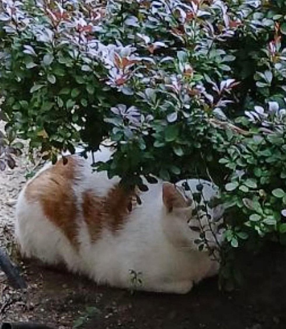 cat hiding bushes