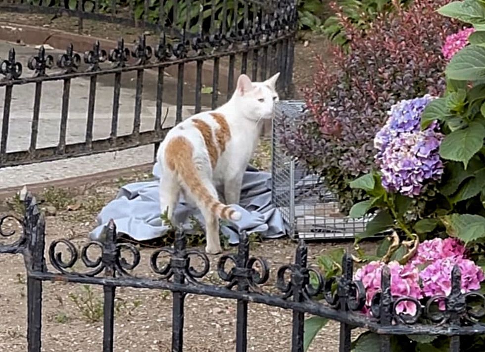 cat getting rescued