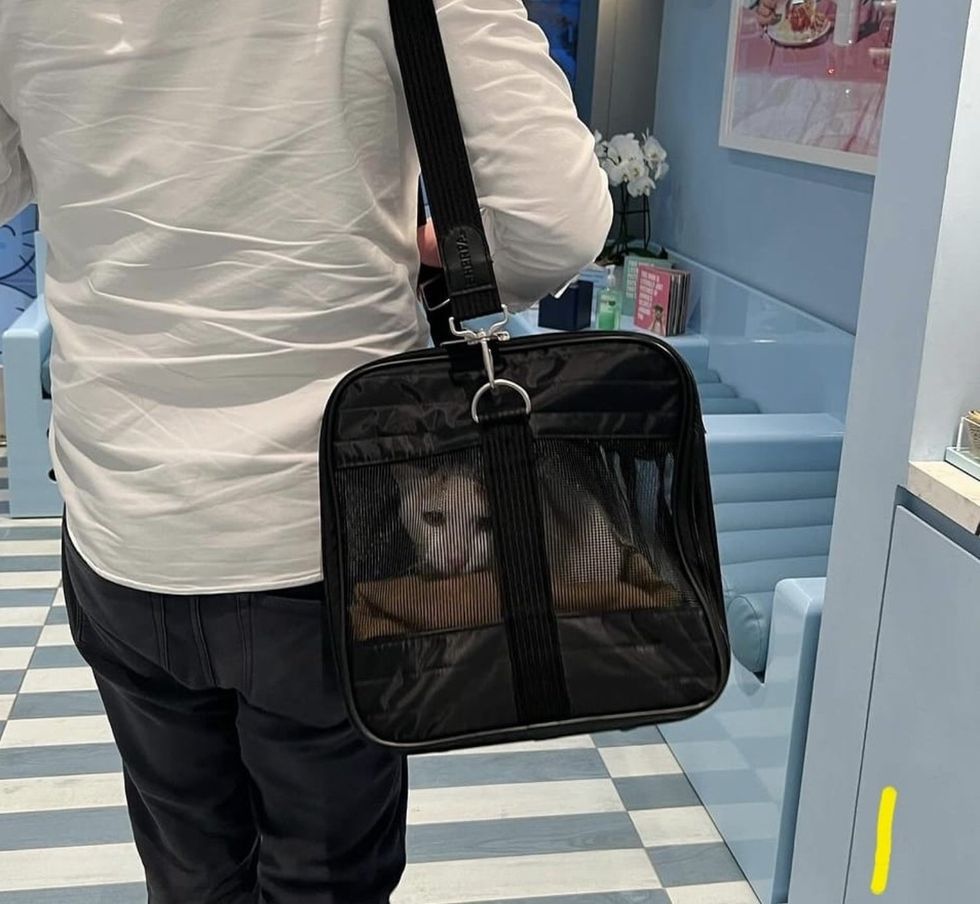 cat in carrier safe