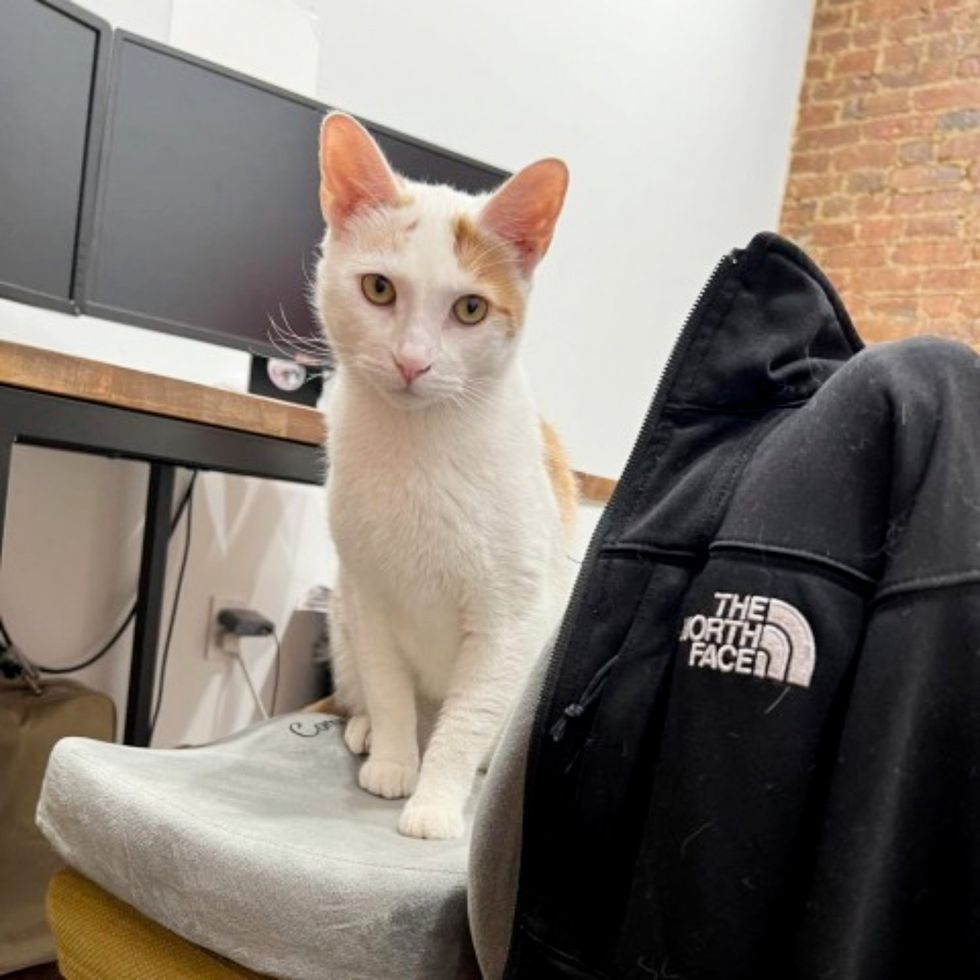 sweet cat office chair