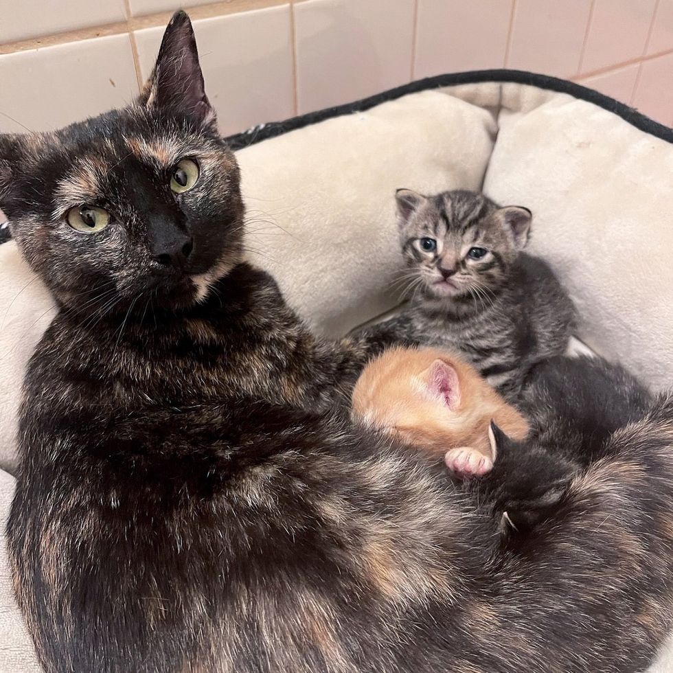 tortie feline  nursing kittens