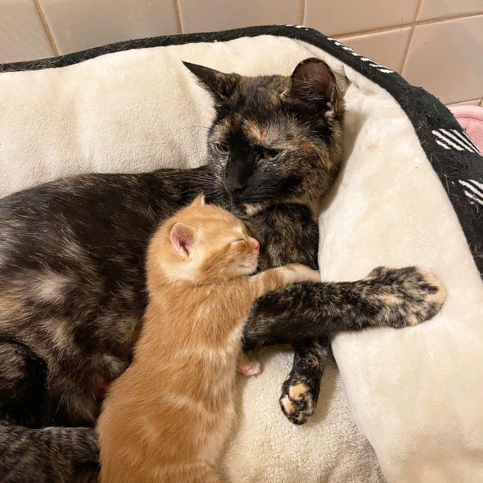 tortie cat kitten hugs