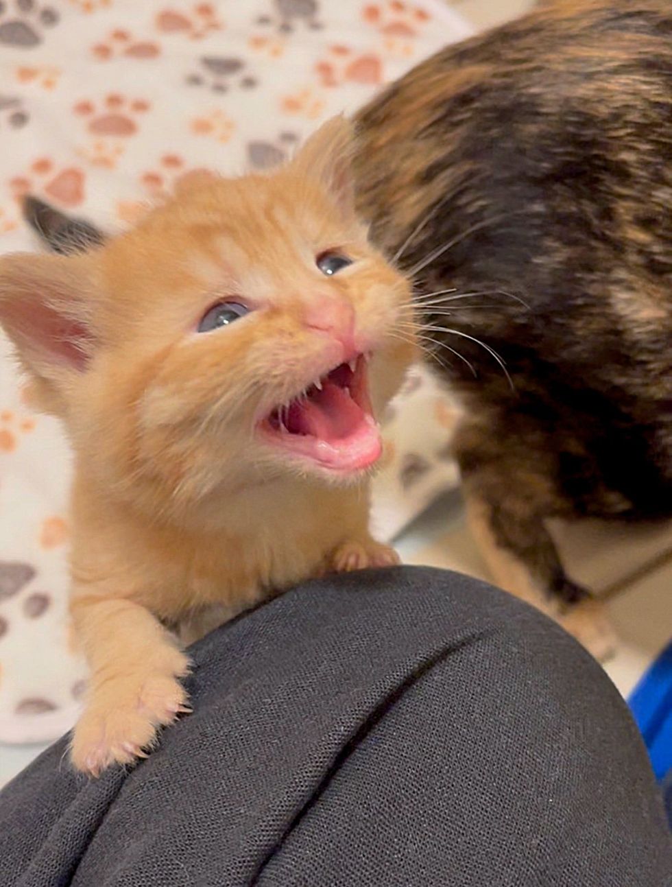 loud kitten meowing