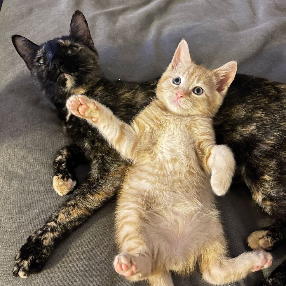 tortie feline  ginger kitten