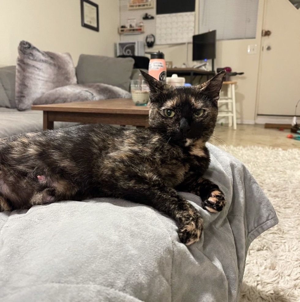 tortie feline  companion