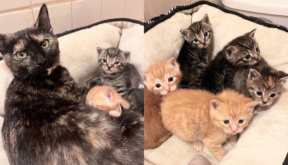 Cat Tends to Many Kittens, Including Orphans from a Yard, While Awaiting Her Happily Ever After