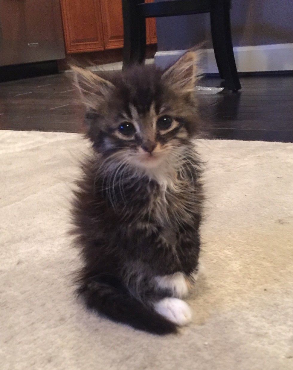 Kitten Stands Like a Kangaroo, Will Meow Her Way into Your Heart - Love ...