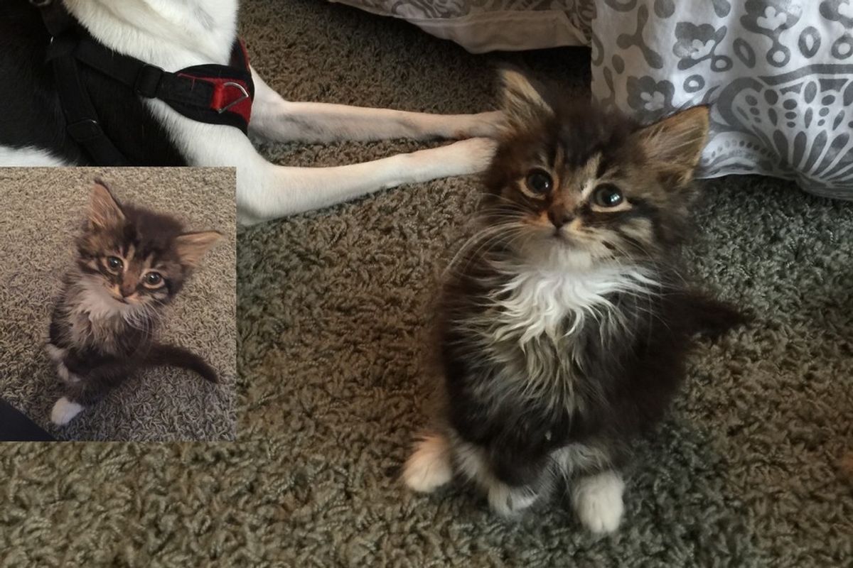 Kitten Stands Like a Kangaroo, Will Meow Her Way into Your Heart