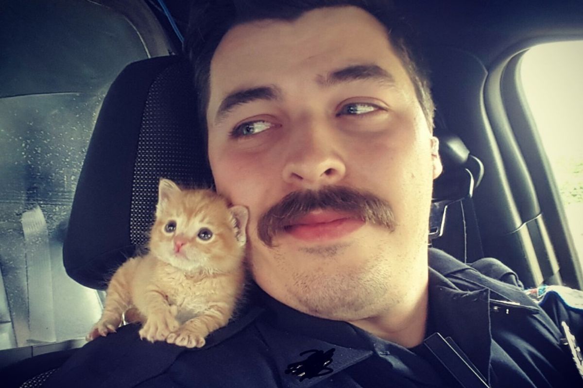 He's Rescued and Found His New Partner, Who Thought the Stache Was His Mom.. (with updates)