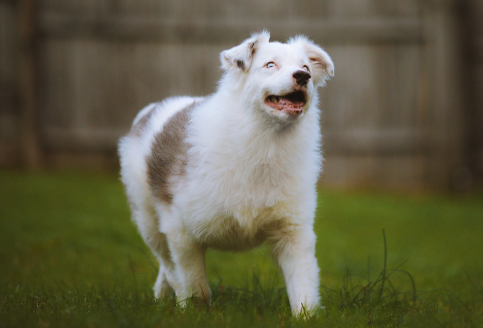The way this energetic deaf and blind dog greets his owners is so heartwarming