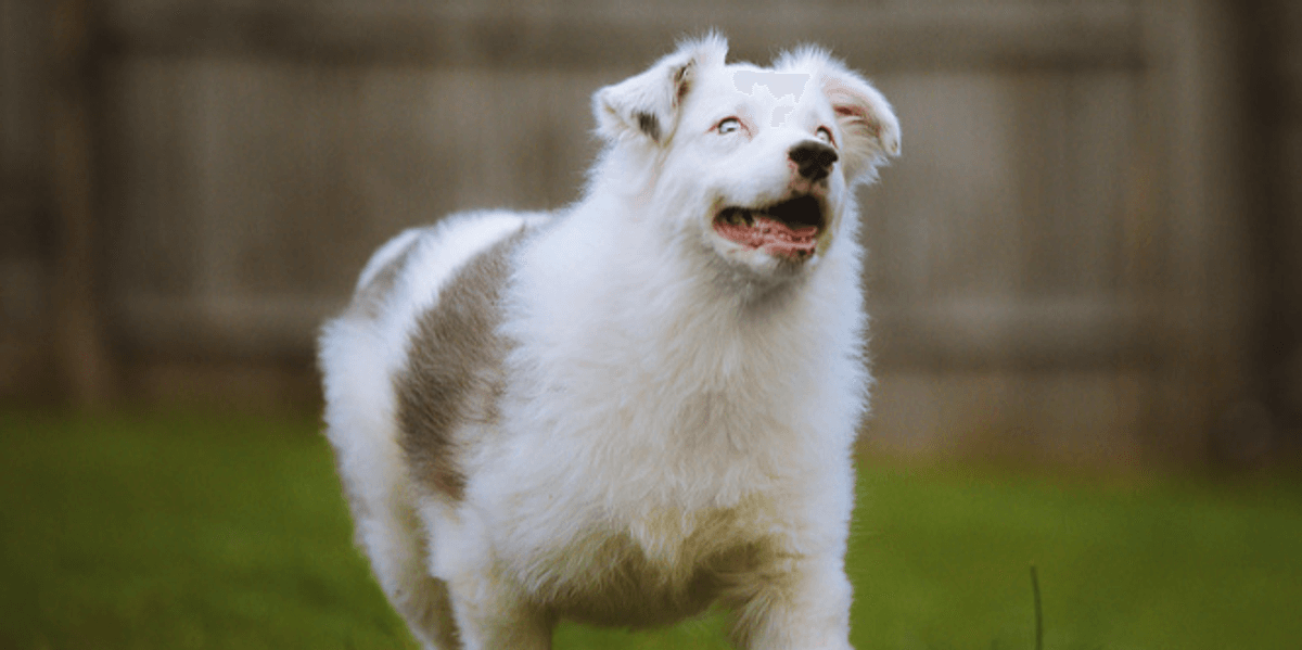 Blind and deaf dog still greets his owners every day - Upworthy - Grape Juice Effects On Deaf And Blind Dogs