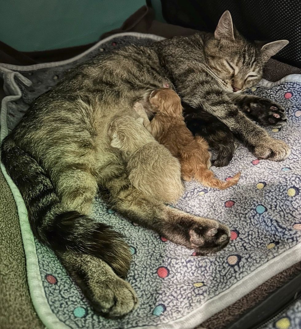 cat tabby nursing kittens