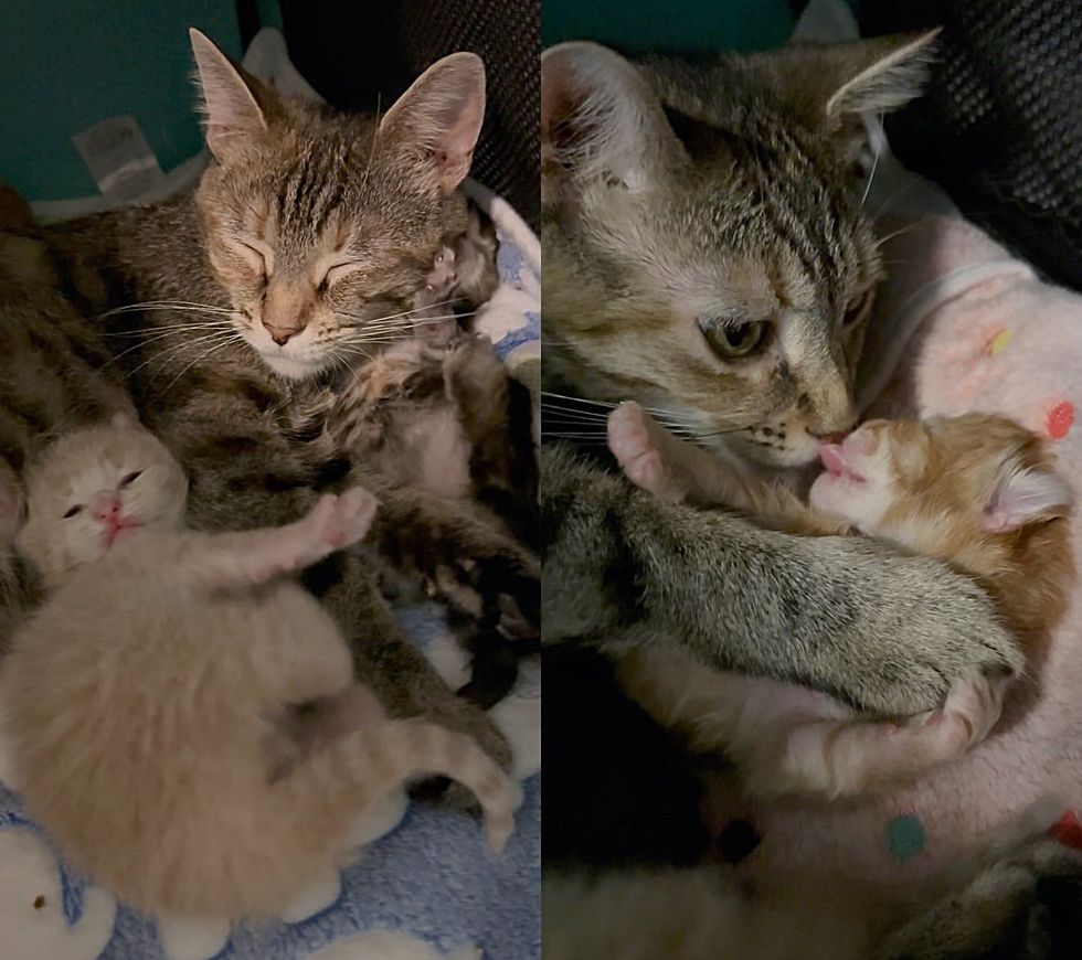 cat mom snuggles kittens