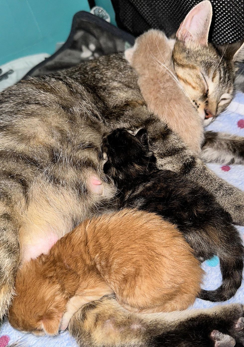 cat sleeping newborn kittens