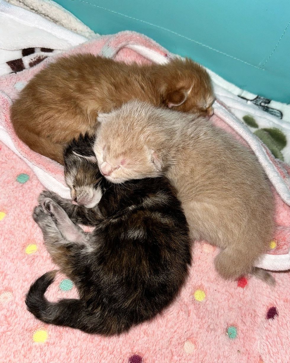 kittens sleeping pile