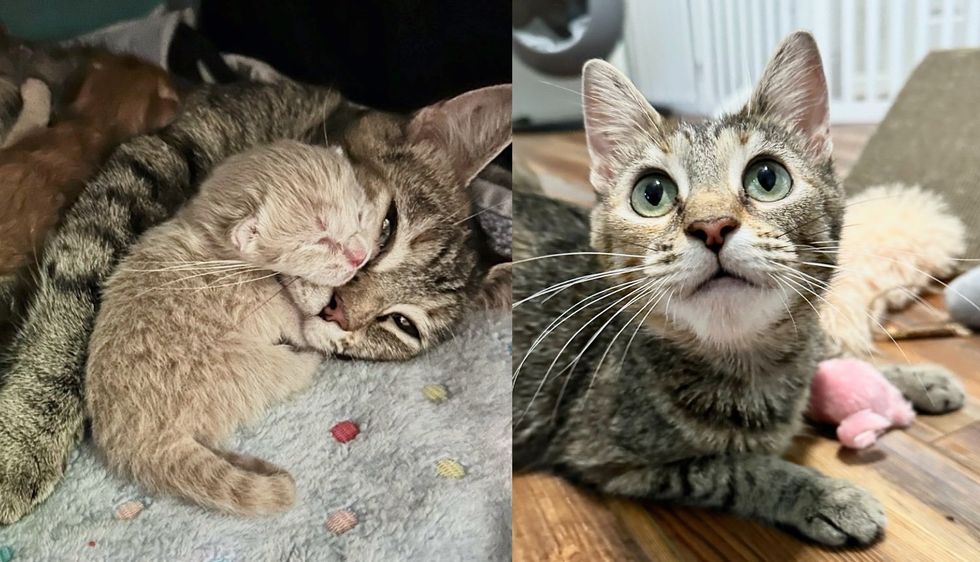Volunteer Went to Animal Shelter to Get Kittens but Came Home with Cat that Needed Her Help