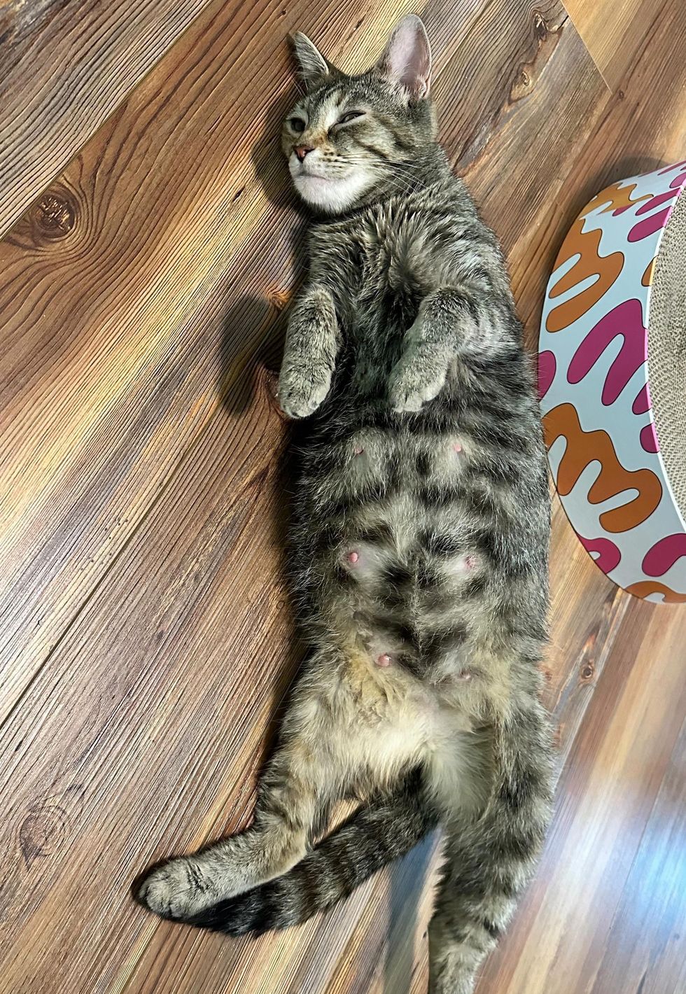 pregnant tabby feline  belly