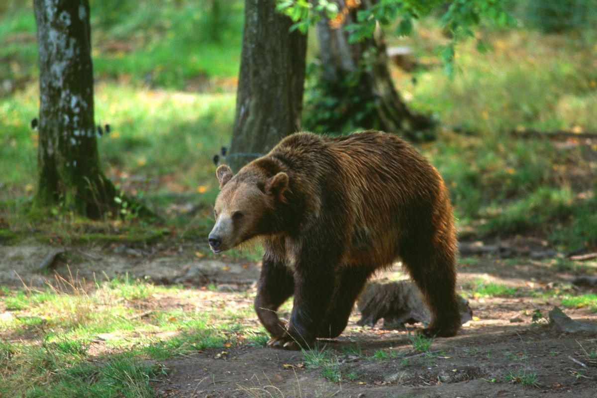 Come ogni estate scatta l’allarme orsi: turista francese azzannato in Trentino