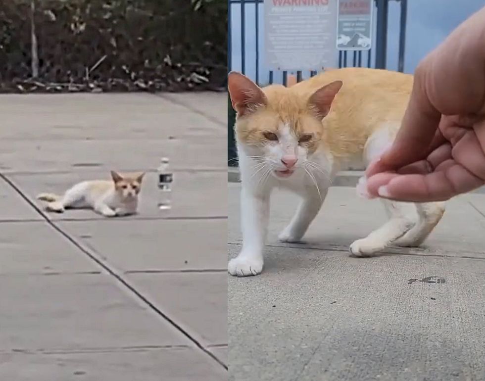 stray feline  streets