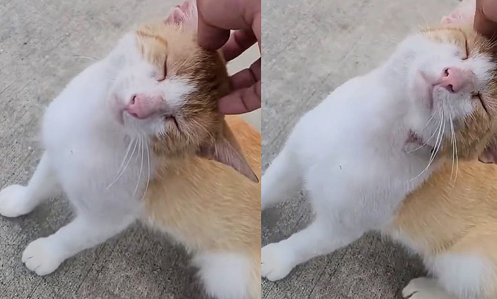 stray feline  affable  petting