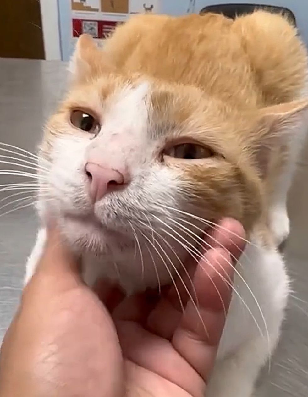 sweet cat petting