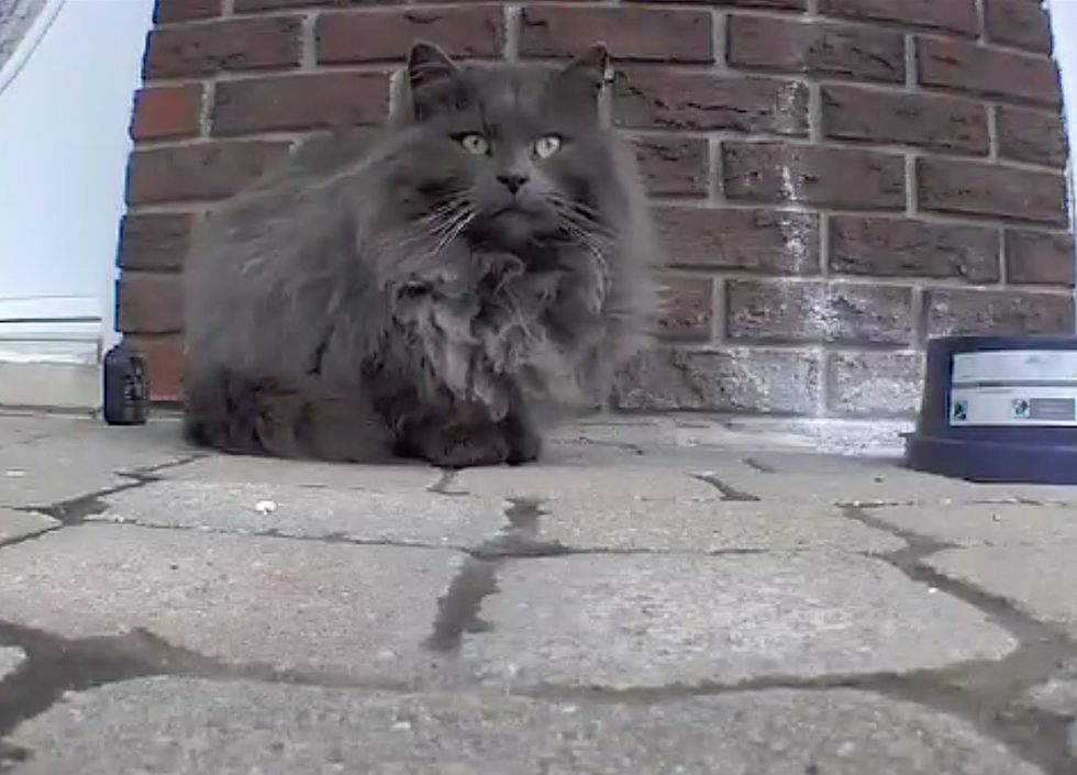 stray cat fluffy