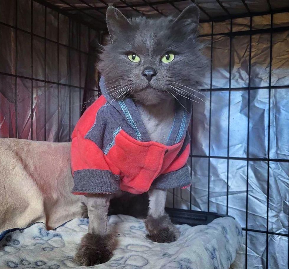 cat wears jacket