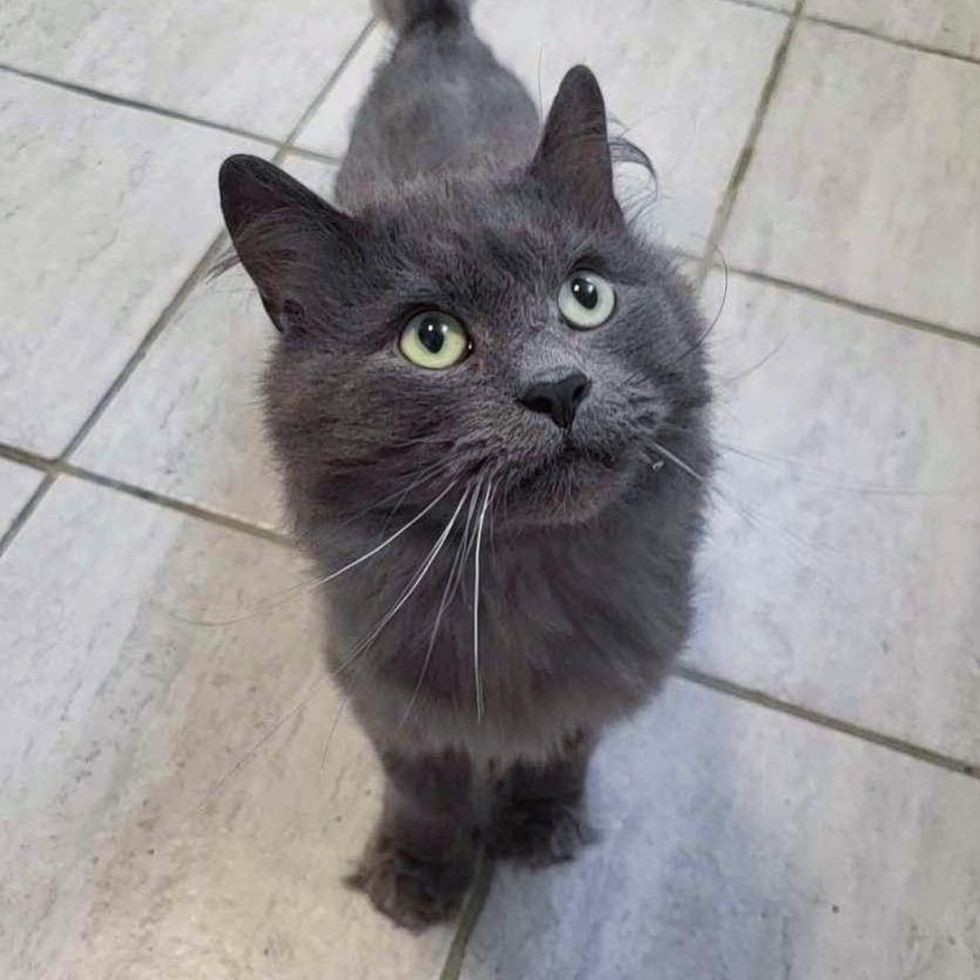 gray cat beautiful