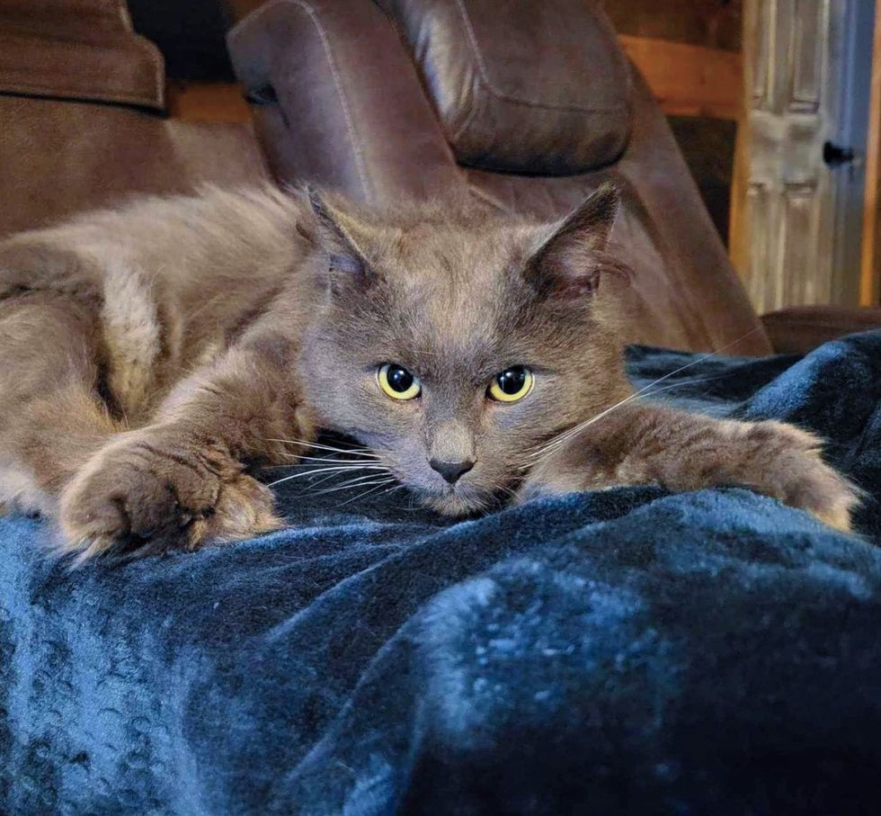 fluffy gray cat