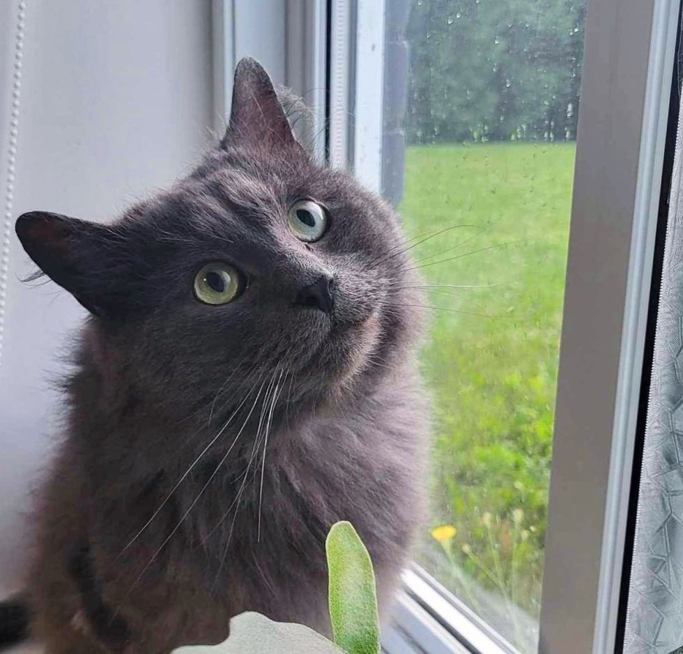 fluffy happy gray cat