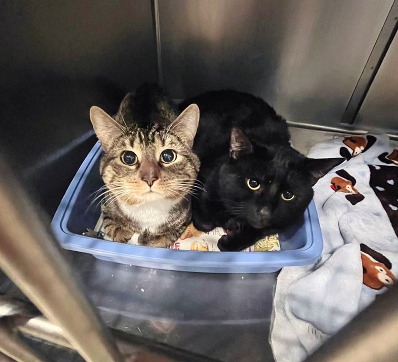 bonded cats shelter