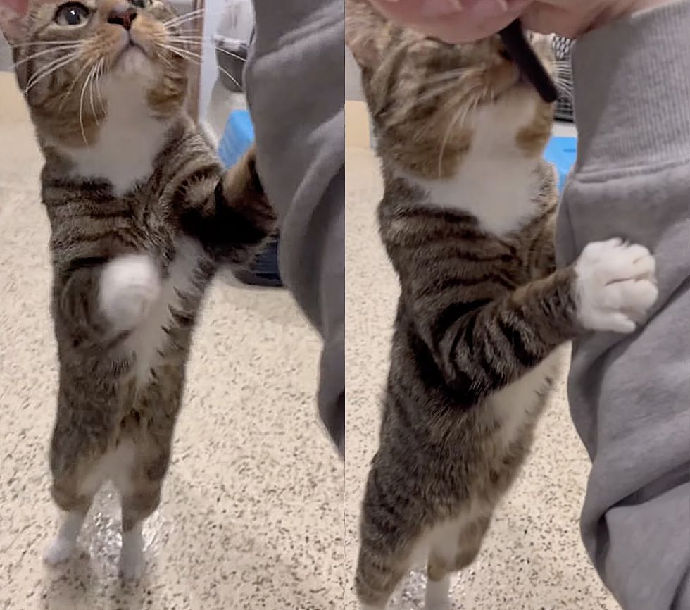 tabby cat asking attention