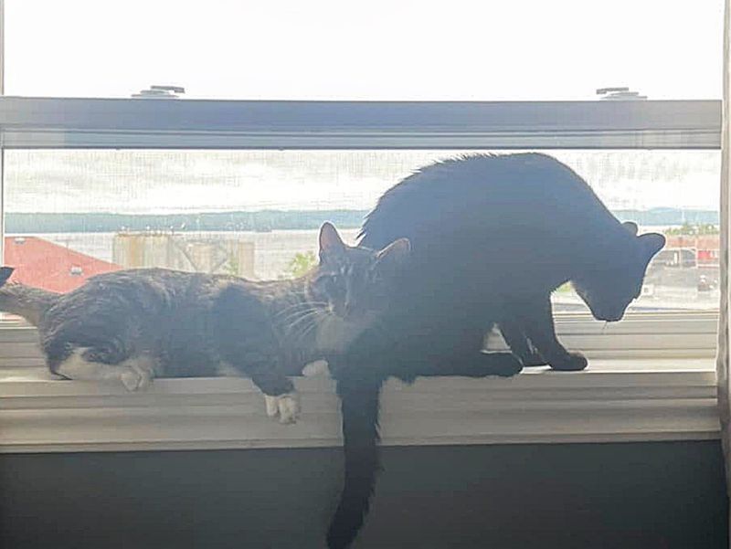 best friends cat window